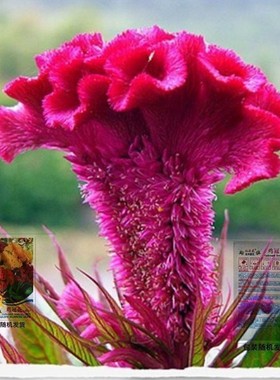 鸡冠花种籽四季种五颜六色花卉易活庭院阳台似花非花鸡冠花卉种子