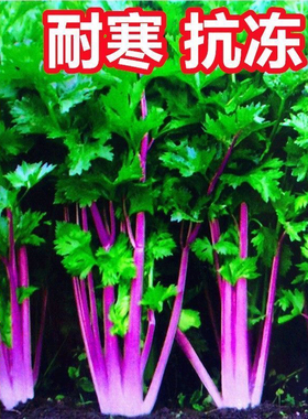 紫玉香芹种子红芹菜种籽红色紫色野盆栽蔬菜阳台秋冬季四季种子