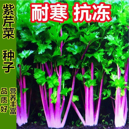 紫玉香芹种子 红芹菜种籽红色紫色野生 盆栽蔬菜阳台冬季四季种菜