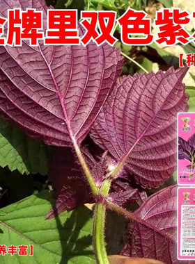 正宗双色紫苏可食用新鲜紫苏叶鸡冠香料紫苏子叶新鲜可食用叶子