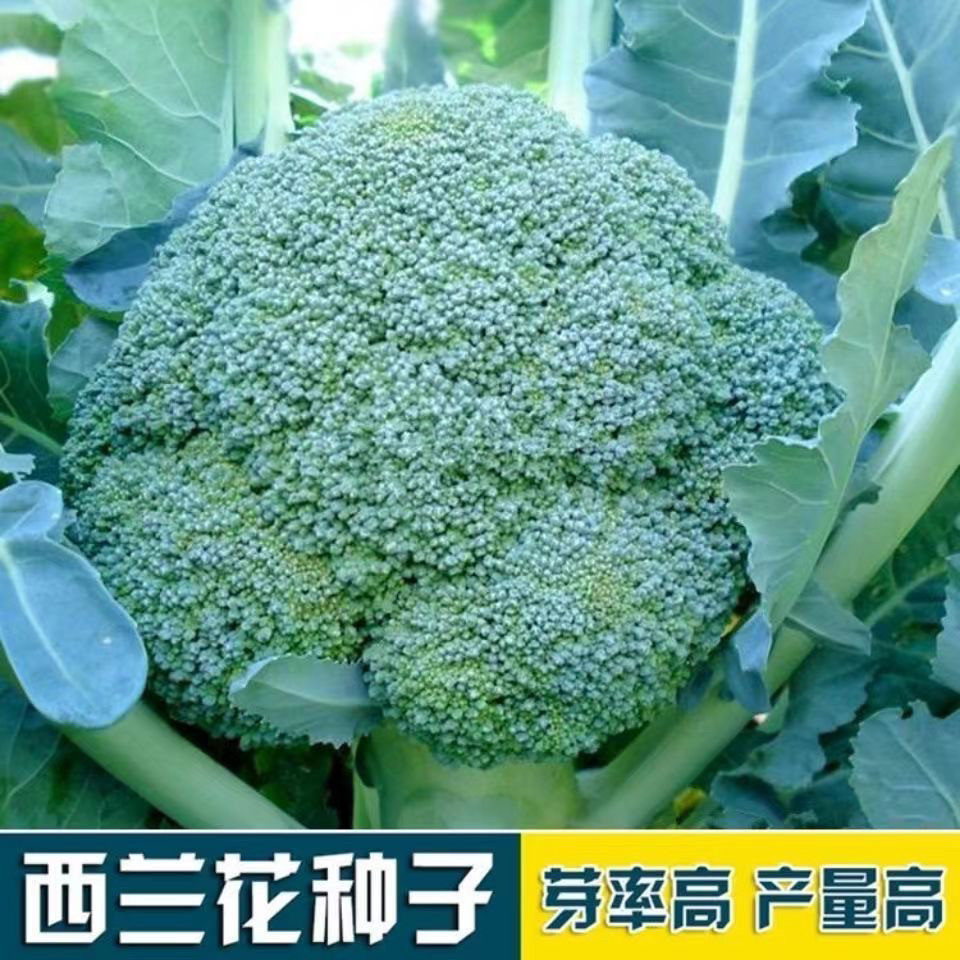 福農80天西兰花花菜有机四季种植阳台室内盆栽植物种子田园秋季图片