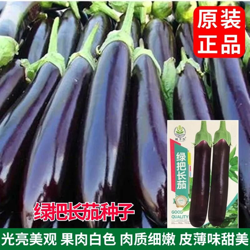 长茄子种子东北黑墨长茄子种籽
