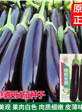 长茄子种子东北黑墨长茄子种籽