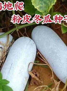 小冬瓜种子四季高产蔬菜种子大全