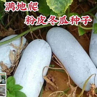 满地爬小冬瓜种子春秋冬瓜种子毛节瓜小冬瓜四季高产蔬菜种子大全