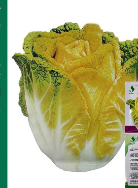 黄芽菜种子黄心菜种籽 黄芽14大白菜蔬菜种子味甜春秋季蔬菜播种