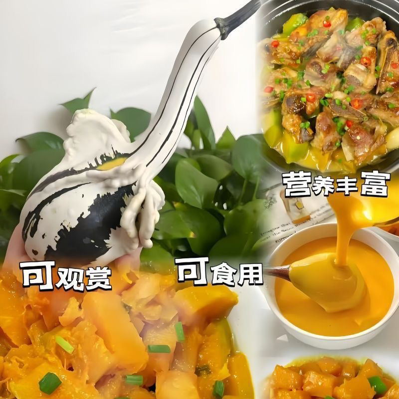 白天鹅南瓜种子观赏南瓜籽特色玩具小南瓜蔬菜庭院观赏四季迷你