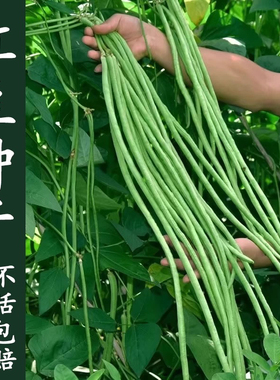 绿先锋特长豆角种子绿条豇豆翠绿色长豆角种室内盆栽大棚蔬菜种子