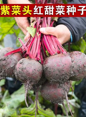 红甜菜根紫菜头糖量高榨汁四季春夏秋季菜园好吃蔬菜水果种子籽孑