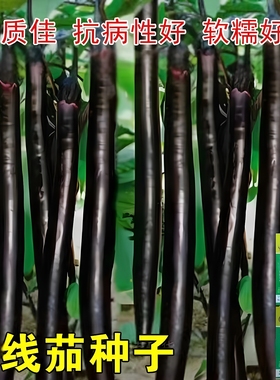 高产特长黑线茄种子细长茄子紫黑色四季耐寒耐热早熟长茄蔬菜种子