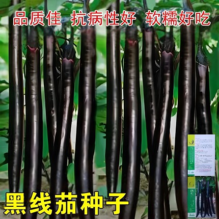 高产特长黑线茄种子细长茄子紫黑色四季耐寒耐热早熟长茄蔬菜种子