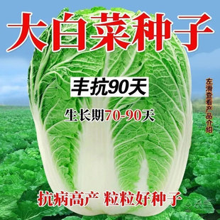丰抗90天成熟白菜种子包心大白菜种子耐热耐湿四季播早熟蔬菜种子