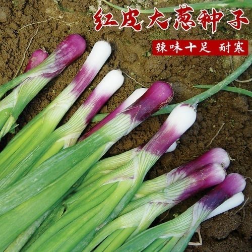东北红皮大葱种子种籽红头大葱火葱春秋四季种植香葱盆栽蔬菜种子