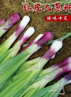 东北红皮大葱种子种籽红头大葱火葱春秋四季种植香葱盆栽蔬菜种子