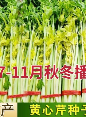 四季黄心芹种籽鸡蛋黄水果芹菜种子黄绿色香脆无筋秋冬季蔬菜种子