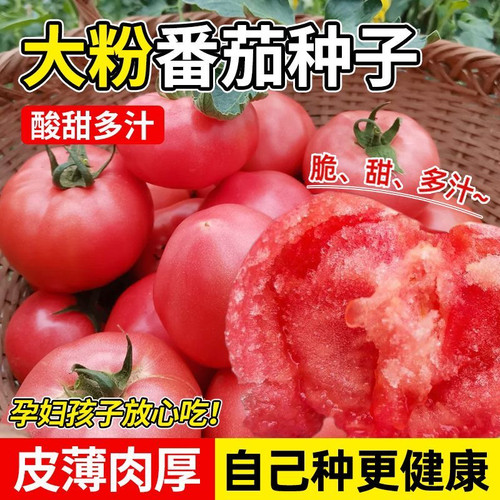 沙瓤西红柿种子毛粉老番茄种子春秋四季庭院阳台盆栽蔬菜种子籽