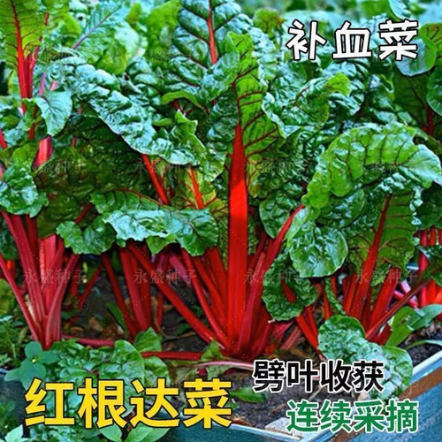 红根达菜甜叶菜种子补血红叶