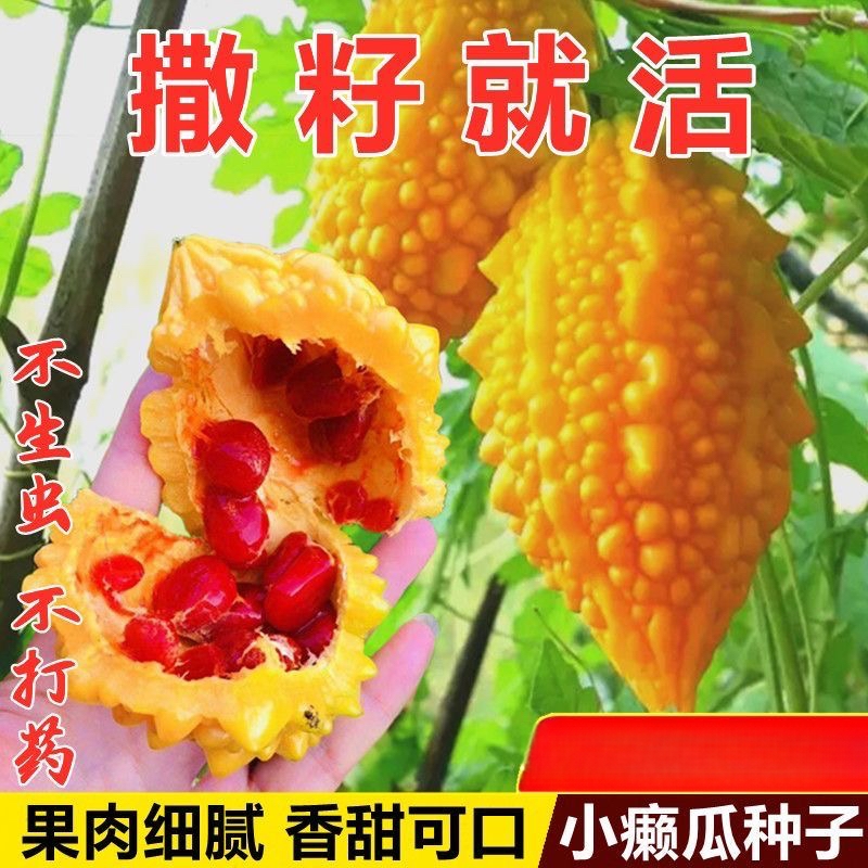 小濑瓜种子 水果赖葡萄 癞葡萄 金铃子小癞瓜小苦瓜蔬菜种子四季