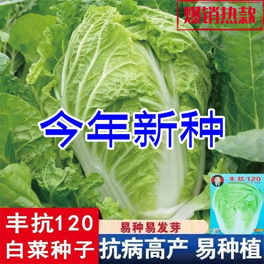 丰抗120天大白菜种子农家秋冬播