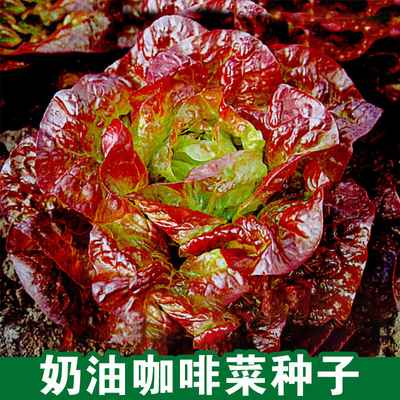 咖啡奶油生菜种子四季可播特色生菜种子易种植阳台盆栽球生菜种子