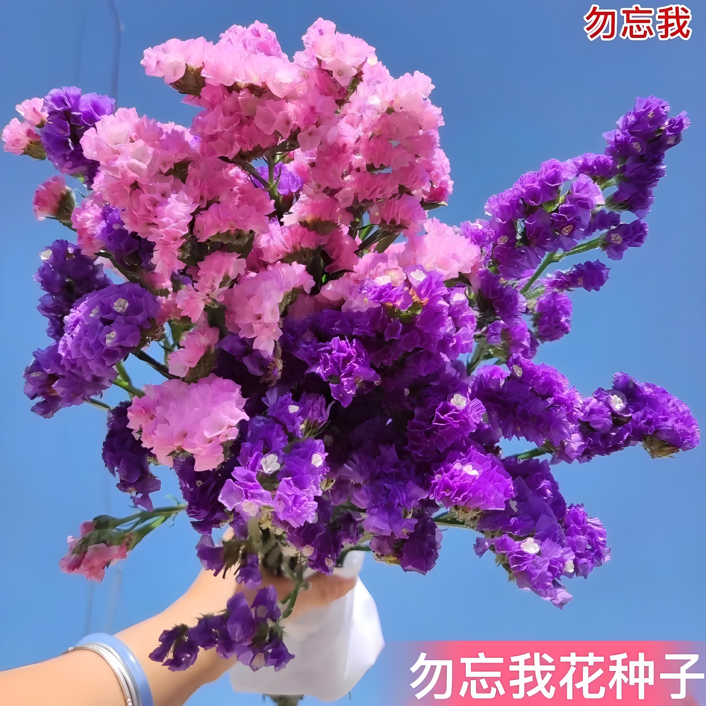 勿忘我种子混色勿忘我花种籽多年生易种庭院阳台养活花卉花草种子