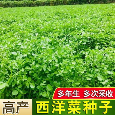 西洋菜种子四季种植耐热菜