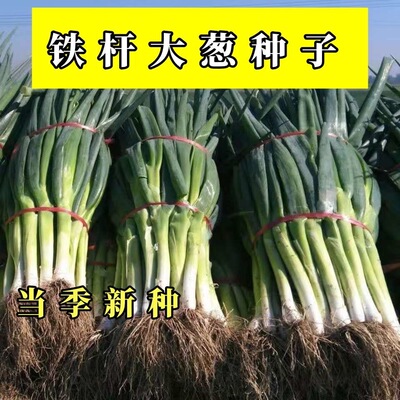 章丘铁杆大葱种子高产耐寒铁杆种子蔬菜苗子种籽四季秋播大葱种子