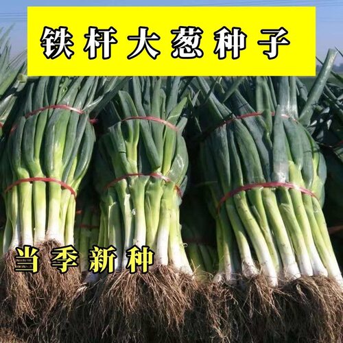 章丘铁杆大葱种子高产耐寒铁杆种子蔬菜苗子种籽四季秋播大葱种子