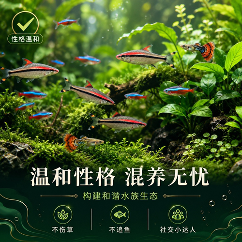 红眉一眉道人群游鱼可混养灯科鱼草缸淡水精品观赏鱼热带群游草缸
