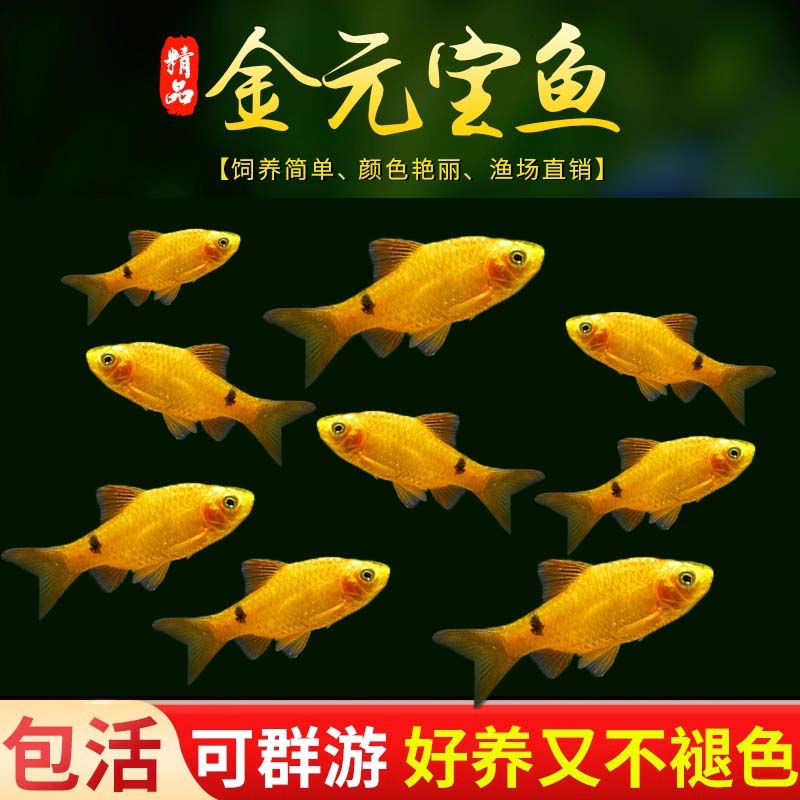 新手練手魚招財金鯽魚