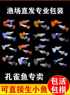 孔雀鱼活鱼清洁鱼活体凤尾斑马热带纯种好养耐活淡水小型胎生金鱼