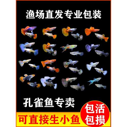 孔雀鱼凤尾鱼活鱼100条小型鱼