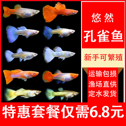 纯种小型孔雀鱼美丽好养易繁殖