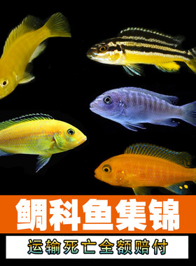 三湖慈鲷鱼雕科鱼热带好养观赏鱼