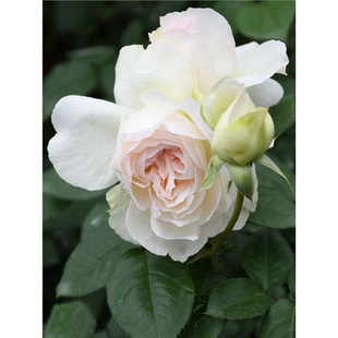 波莱罗月季扦插花苗浓香大花白色丰花四季开花庭院阳台盆栽