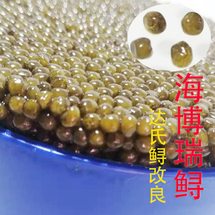 高端大粒500g海博瑞鲟鱼子酱新鲜即食芙思塔鲟鱼籽酱 A+级鱼籽香
