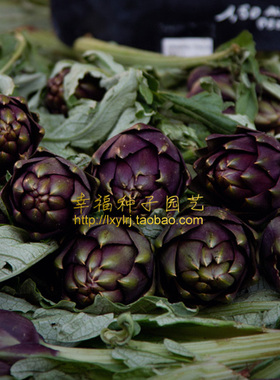 【紫色朝鲜蓟种子】菊蓟洋蓟 法国百合Artichoke多年生  西餐种子
