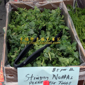 【食用杂交荨麻种子】意大利进口 药食两用香草种子 阳台盆栽