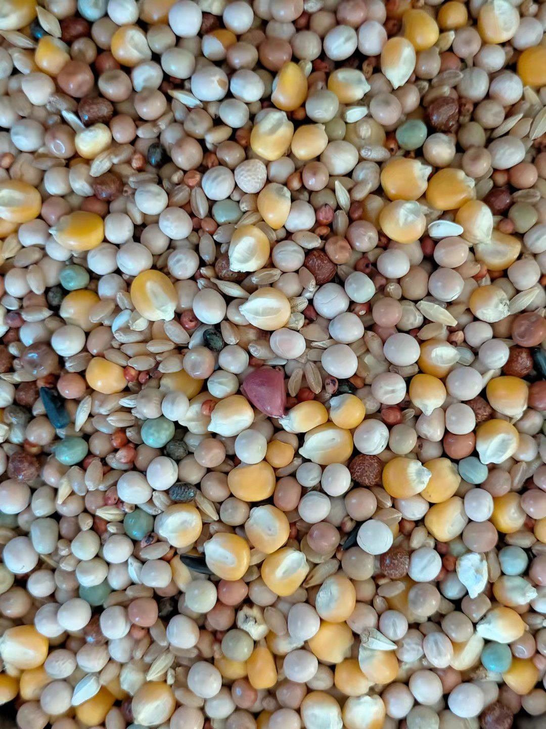 赛动力信鸽子一袋全国包邮饲料