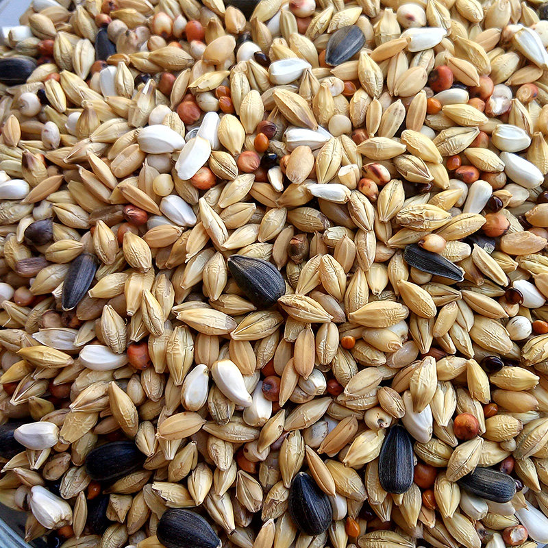 赛动力换羽期鸽粮5清除观赏鸽