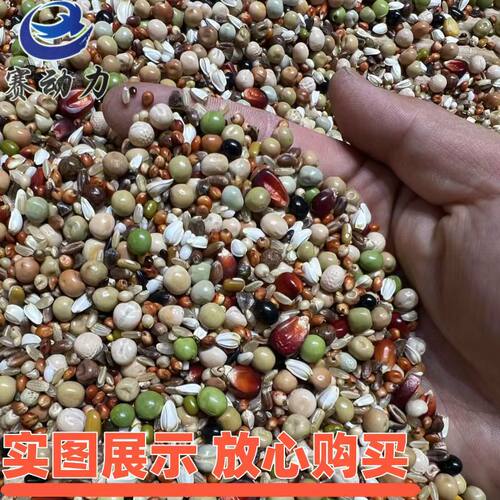 赛动力新款动力幼鸽赛鸽饲料