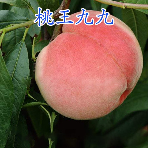 晚熟桃树苗 嫁接桃树苗 桃王九九桃树苗 大桃苗 当年结果包邮在类目 鲜花速递/花卉仿真/绿植园艺, 花园植物/行道树/果树, 果树中 - 来自Buy2taobao.com提供专业的淘宝代购服务