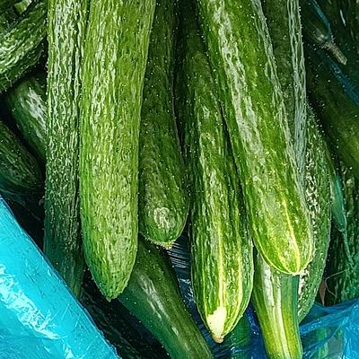 山东莘县蔬菜新鲜黄瓜青瓜小黄瓜现摘现发