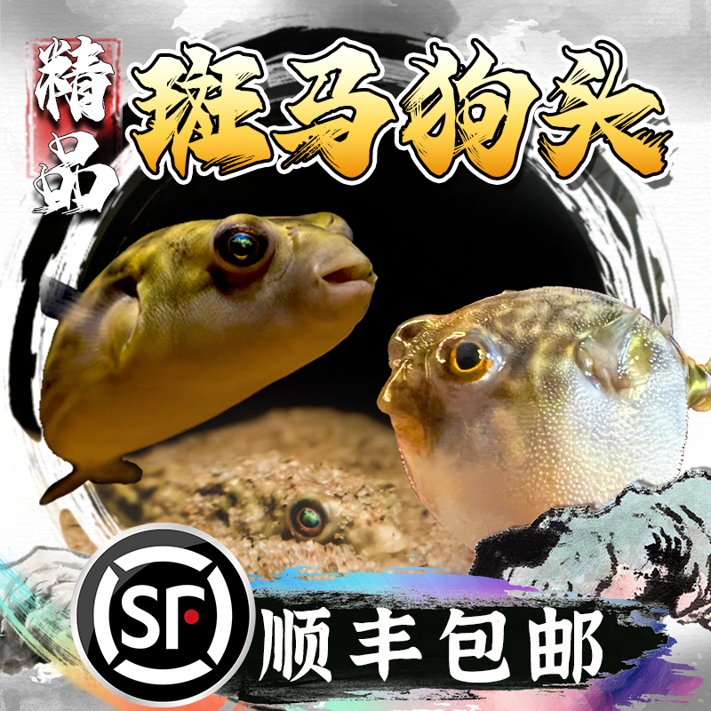 斑马狗头河豚鱼小型热带鱼观赏鱼
