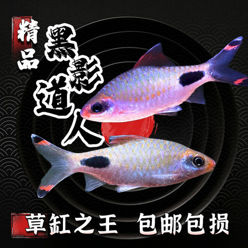 黑影道人鱼热带观赏鱼一眉道人鱼