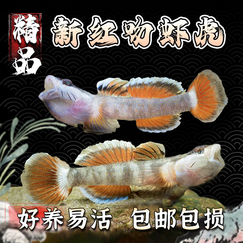 原生金边新红吻虾虎鱼原生观赏鱼冷水鱼不加温好养耐活小型淡水鱼