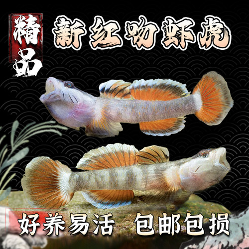 新红吻虾虎鱼原生金边观赏冷水鱼