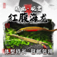 红腹海龙鱼淡水淡化红腹小海龙热带淡水观赏活体鱼