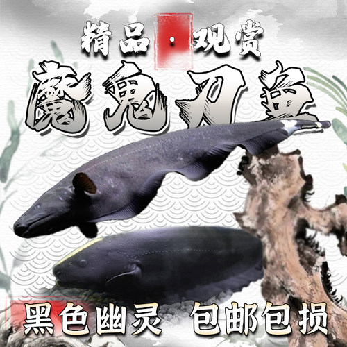 魔鬼刀鱼热带观赏鱼黑羽毛刀