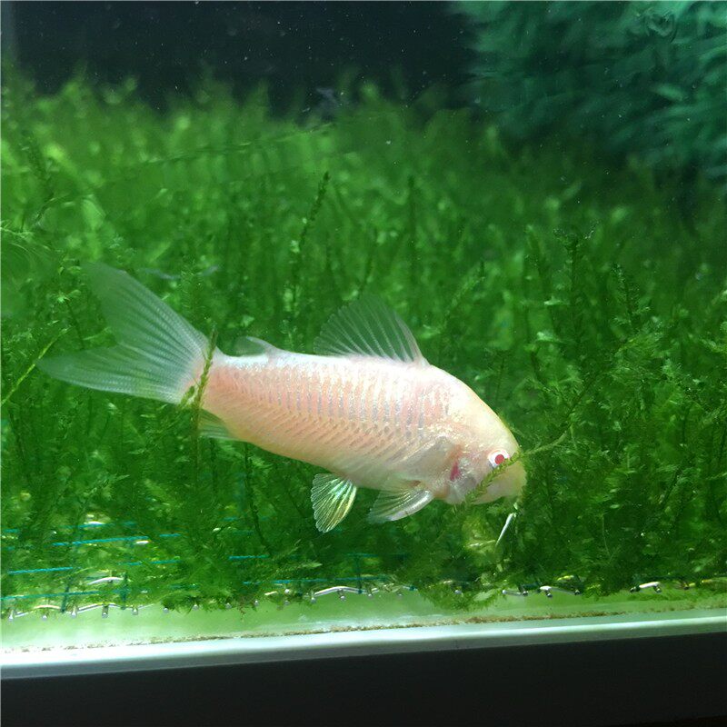 老鼠鱼清道夫鱼老鼠鱼老鼠鱼缸除藻清洁垃圾鱼缸工具鱼小型观赏鱼